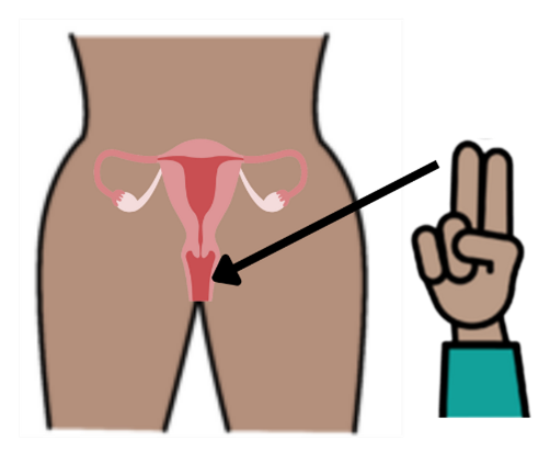 image of an arrow pointing from a hand with two fingers raised to a person's midsection showing the uterus and vagina.