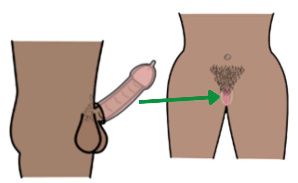 image of an erect penis and a vagina. An arrow points from the penis to the vagina.